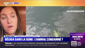 Béluga dans la Seine : l'animal condamné ? - 06/08