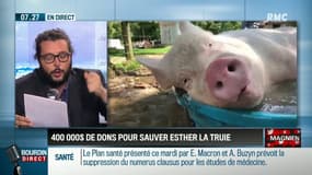 Ils récoltent 400.000 dollars pour sauver Esther la truie atteinte d'un cancer
