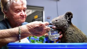 Un koala sauvé des incendies en Australie, le 2 novembre 2019