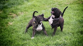 Deux Staffordshire Bull Terrier. (illustration)