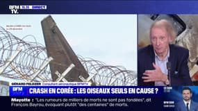 Story 6 : Crash en Corée, les oiseaux seuls en cause ? - 30/12
