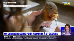 Saint-Cézaire-sur-Siagne: un centre de soins pour animaux sauvages