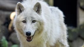 Un loup blanc arctique au zoo d'Amnéville, le 23 mai 2019