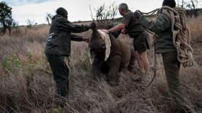 Des rangers guident un rhinocéros pour l'éloigner d'une zone où le risque de braconnage est élevé.