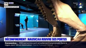 Déconfinement: l'aquarium Nausicaa rouvre ses portes