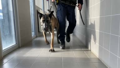 Des brigades cynophiles pourraient être utilisé dans les lycées pour lutter contre la circulation de drogues.