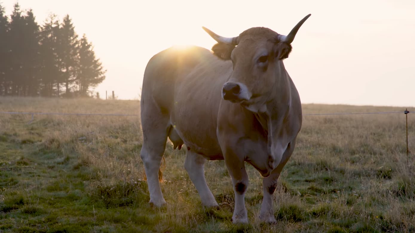 Haute, l'égérie 2018 du Salon de l'Agriculture. Haute, l'égérie 2018 du Salon de l'Agriculture.