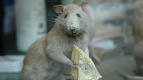 Un rat - Illustration