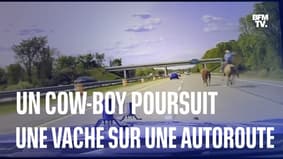 Un cow-boy poursuit une vache en fuite en plein milieu d’une autoroute du Michigan