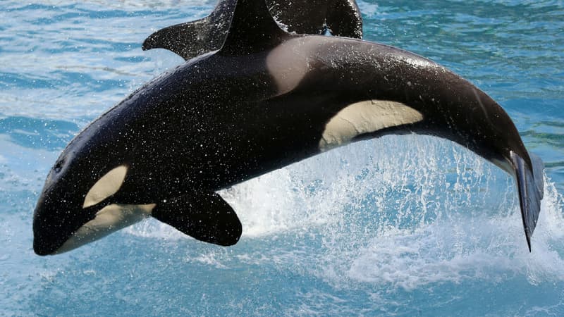 Des orques sautent hors de l'eau lors d'une représentation au parc Marineland d'Antibes, le 17 mars 2016. (Photo d'illustration)