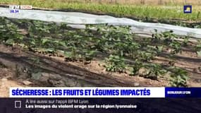 Sécheresse dans le Rhône: les producteurs de fruits et légumes renoncent à leur récolte