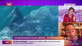 Un grand requin blanc... dans les eaux du Var 