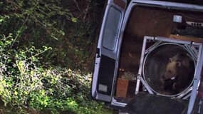 L'ours Balou lorsqu'il a été lâché dans les Pyrénées, en 2006.