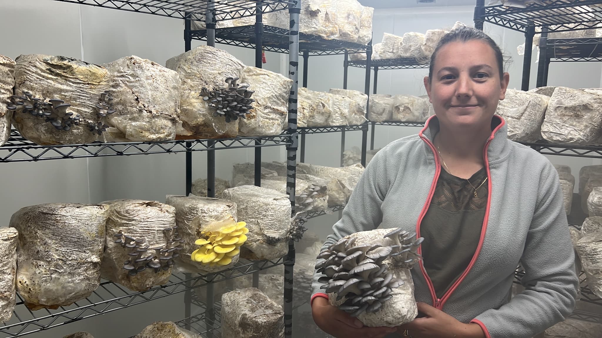 HAUTES-ALPES: DES CHAMPIGNONS CULTIVÉS EN INTÉRIEUR À SERRES