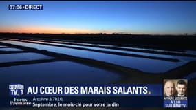 Au cœur des marais salants de l'île de Ré