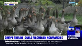 Grippe aviaire: quels risques en Normandie, après la découverte de deux cas dans l'Eure?