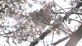 Chaque année, certains arbres produisent des pollens allergisants 