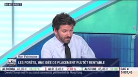 Mon patrimoine : Les forêts, une idée de placement plutôt rentable, par Guillaume Sommerer - 15/07