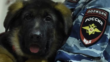 Dobrynya, le chien que la Russie va offrir à la France.