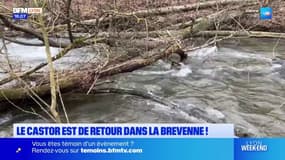 Rhône: le castor de retour dans la Brevenne