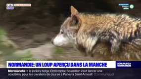 Manche: un possible loup filmé à Saint-Côme-du-Mont
