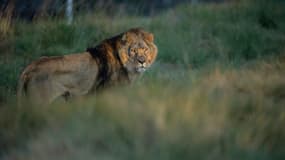 Un lion rescapé de maltraitance en Europe est libéré dans le sanctuaire de Lionsrock, en 2015, en Afrique du Sud (illustration) 