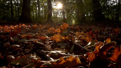 Des feuilles de chêne mortes reposent sur le sol dans un bois de Vertou (photo d'illustration)