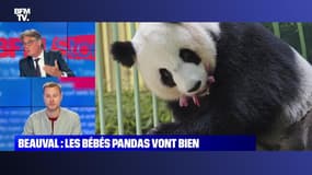 Story 4 : Au zoo de Beauval, les bébés pandas vont bien - 02/08