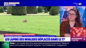 Paris: l'association PAZ opposée au déplacement des lapins des Invalides