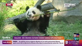 On n'a pas osé vous en parler : Malaisie, des orangs-outans comme cadeau diplomatique ? - 10/05