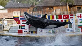Un orque au parc Marineland d'Antibes le 2 janvier 2025, trois jours avant sa fermeture définitive.