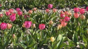 Des tulipes à La Brillanne (Alpes-de-Haute-Provence), fin mars 2025