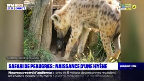 Ardèche: un bébé hyène est né au Safari de Peaugres