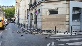 Des pigeons, rue de la Py, à Paris