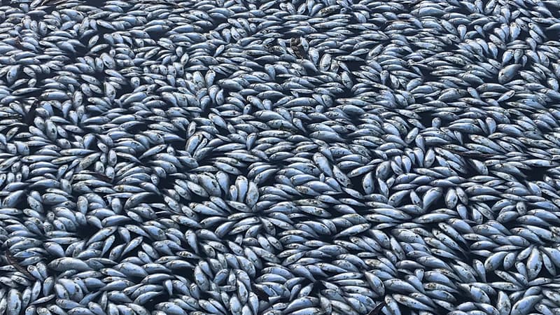 Cette photo de centaines de milliers de poissons morts dans une rivière australienne illustre depuis quelques jours les conséquences dramatiques de la chaleur extrême en Australie.