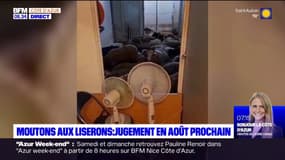 Nice: les deux hommes soupçonnés d'avoir enfermé des moutons dans un appartement jugés en août