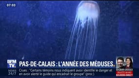 Les méduses prolifèrent le long des côtes françaises
