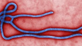 Morphologie ultra-structurelle du virus Ebola.