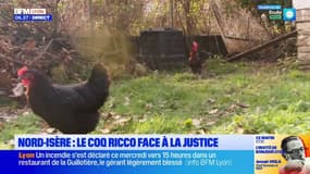 Nord-Isère: un couple attaqué en justice à cause du chant de son coq 