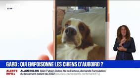 "Il s'est effondré": des chiens meurent après avoir été empoisonnés dans le Gard