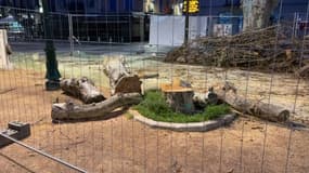 Les platanes de la place des Lices sont coupés car ils ont la maladie du chancre coloré, qui est incurable.