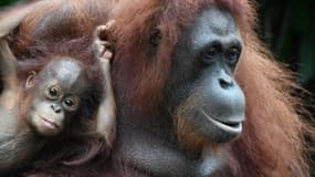 Un bébé Orang-outan et sa mère