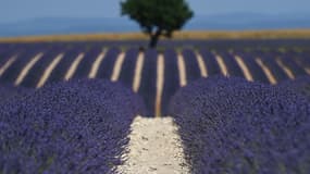 Vue d'un champs de lavande à Valensole (Alpes-de-Haute-Provence), le 18 juin 2017.