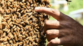 Un apiculteur s'occupant de ses abeilles (image d'illustration). 