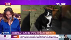 L'histoire de Marguerite Dumont : Un chat obèse devenu phénomène touristique en Pologne - 22/02
