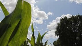 Champ de maïs à Montbert, dans l'ouest de la France. Selon les prévisions du ministère de l'Agriculture, le revenu moyen des exploitations agricoles chute légèrement de 3,6% en 2011, année marquée par une sécheresse historique au printemps et par la crise