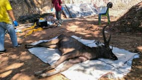 Des vétérinaires se préparent pour examiner un cerf mort dans le parc national de Khun Sathan, en Thailande, le 25 novembre 2019