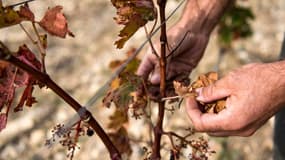 Un vignoble touché par la sécheresse à Leucate, dans l'Aude, le 23 septembre 2024. Photo d'illustration