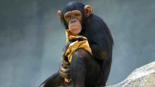Un chimpanzé au zoo de Los Angeles.