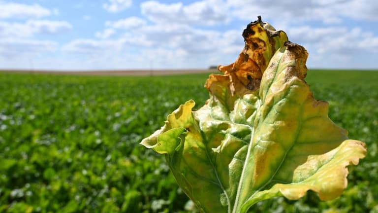 Une feuille de betterave infectée par le virus de la jaunisse de la betterave dans une exploitation à Oye-Plage, dans le Pas-de-Calais, le 4 août 2020